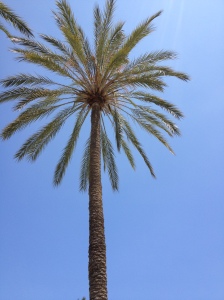 One of many palm trees near Anaheim Convention Center, ALA 2012